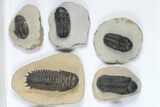 Lot: Assorted Devonian Trilobites - Pieces #92164-1